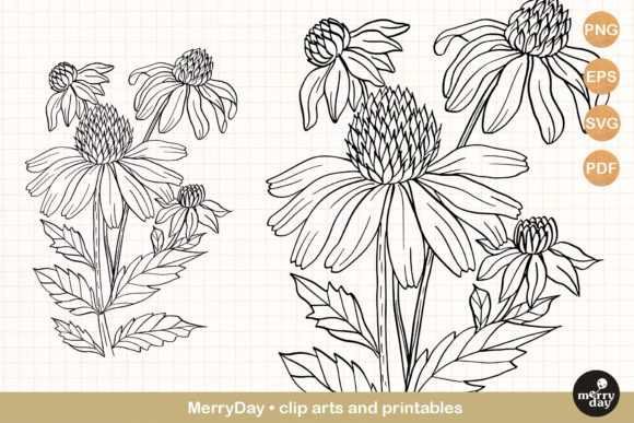 Coneflower Summer Flower Graphics for Branding