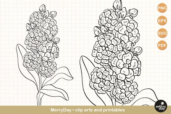 Matthiola Summer Flower Drawing Clip Art for Blog Graphics