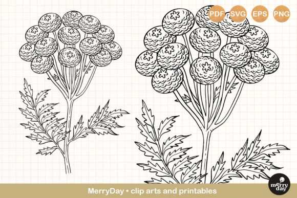 Tansy Flower Clip Art for Creative Design Projects